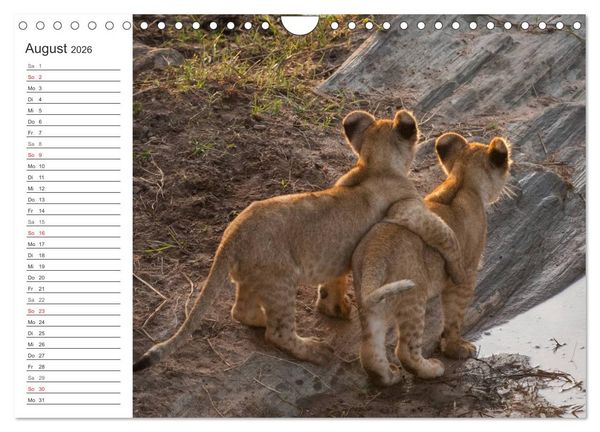 Produktbild: Emotionale Momente: L&ouml;wenbabys - so s&uuml;&szlig;. (Wandkalender 2026 DIN A4 quer), CALVENDO Monatskalender
