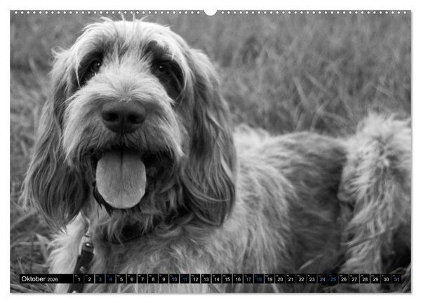 Produktbild: Carissimo Spinone Italiano (hochwertiger Premium Wandkalender 2026 DIN A2 quer), Kunstdruck in Hochglanz