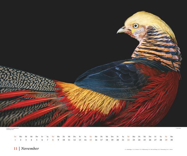Produktbild: Tim Flach: Vögel 2026 – Posterkalender von DUMONT– Vogel-Porträts von Tim Flach – Poster-Format 50 x 70 cm