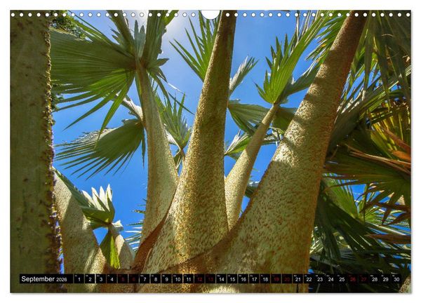 Produktbild: Botanischer Garten Palermo (Wandkalender 2026 DIN A3 quer), CALVENDO Monatskalender
