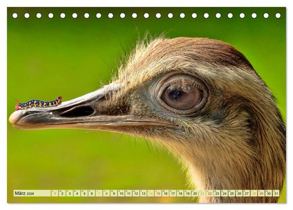 Produktbild: Lustig und verr&uuml;ckt - der ganz andere Tierkalender (Tischkalender 2026 DIN A5 quer), CALVENDO Monatskalender