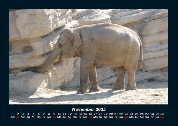 Produktbild: Der Elefantenkalender 2025 Fotokalender DIN A4