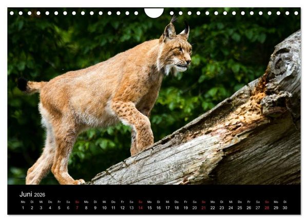 Produktbild: Luchse - Europas gr&ouml;&szlig;te Katzen (Wandkalender 2026 DIN A4 quer), CALVENDO Monatskalender
