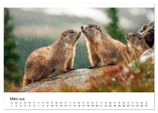 Produktbild: Hallo Murmeltier (Wandkalender 2026 DIN A4 quer), CALVENDO Monatskalender