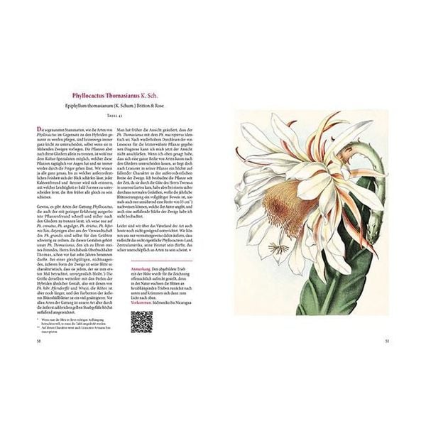 Produktbild: Bl&uuml;hende Kakteen