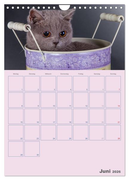 Produktbild: Britisch Kurzhaar Katzen - Planer (Wandkalender 2026 DIN A4 hoch), CALVENDO Monatskalender