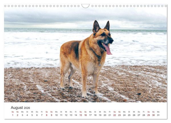 Produktbild: Sch&auml;ferhunde - Die gutm&uuml;tigen Wegbegleiter. (Wandkalender 2026 DIN A3 quer), CALVENDO Monatskalender