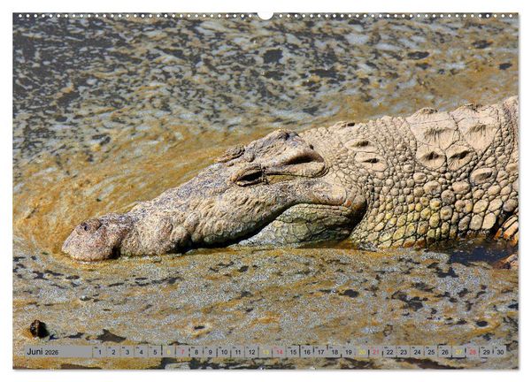 Produktbild: Krokodile in der Wildnis (Wandkalender 2026 DIN A2 quer), CALVENDO Monatskalender