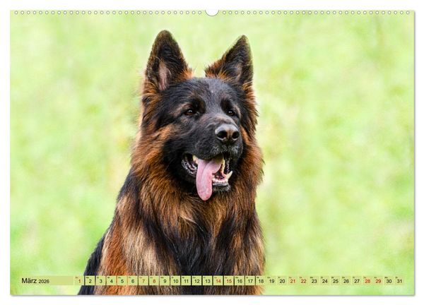 Produktbild: Altdeutsche Sch&auml;ferhunde - Traumhafte Sch&auml;ferhunde Langstockhaar (Wandkalender 2026 DIN A2 quer), CALVENDO Monatskalender
