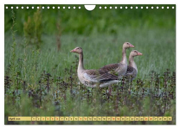 Produktbild: Donaudelta - Europas gro&szlig;es Vogelparadies (Wandkalender 2026 DIN A4 quer), CALVENDO Monatskalender