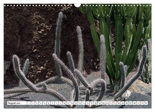 Produktbild: Faszination Kakteen (Wandkalender 2026 DIN A3 quer), CALVENDO Monatskalender