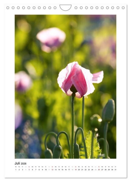 Produktbild: Zauber der Mohnbl&uuml;te (Wandkalender 2026 DIN A4 hoch), CALVENDO Monatskalender