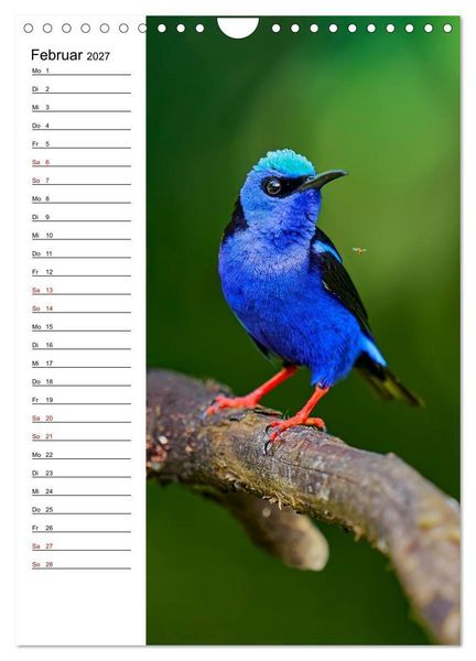 Produktbild: Costa Rica - Magische Tiere des Regenwaldes (Wandkalender 2027 DIN A4 hoch), CALVENDO Monatskalender