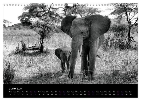 Produktbild: East Africa - Tanzania and Kenya / UK-Version (Wall Calendar 2026 DIN A3 landscape), CALVENDO 12 Month Wall Calendar