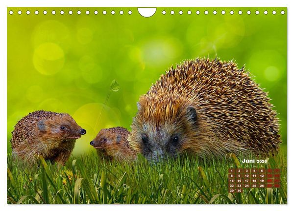 Produktbild: Tiere in freier Wildbahn by VogtArt (Wandkalender 2026 DIN A4 quer), CALVENDO Monatskalender