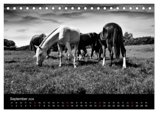 Produktbild: Pferde 2026 Wild Thing (Tischkalender 2026 DIN A5 quer), CALVENDO Monatskalender