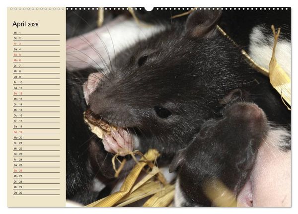Produktbild: Ratten. Gelehrige Haustiere (Wandkalender 2026 DIN A2 quer), CALVENDO Monatskalender