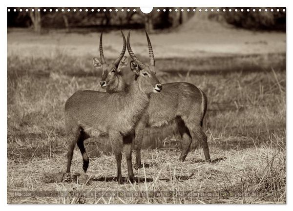 Produktbild: Botswana &ndash; Impressionen aus Afrika (Wandkalender 2026 DIN A3 quer), CALVENDO Monatskalender