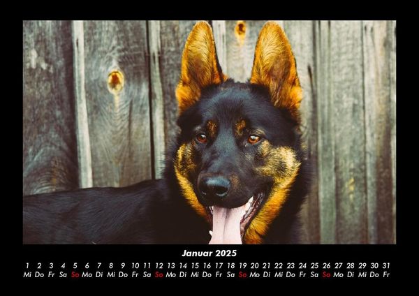 Produktbild: Hundezauber 2025 Fotokalender DIN A3