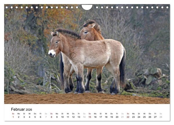 Produktbild: Faszination Przewalski-Pferde (Wandkalender 2026 DIN A4 quer), CALVENDO Monatskalender