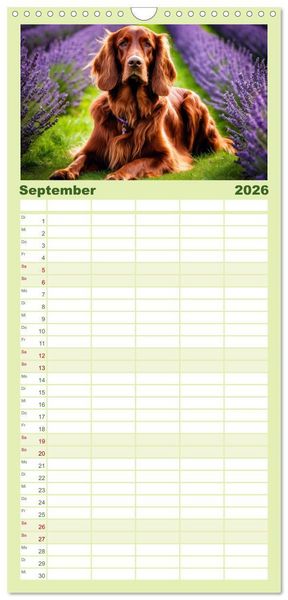 Produktbild: Familienplaner 2026 - Irish Setter - Anmut pur mit 5 Spalten (Wandkalender, 21 x 45 cm) CALVENDO