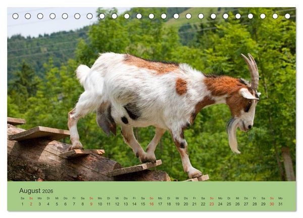 Produktbild: Wir sind die Stars am Bauernhof (Tischkalender 2026 DIN A5 quer), CALVENDO Monatskalender