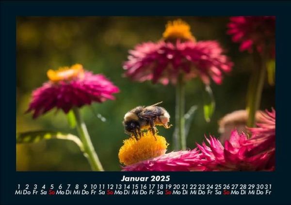 Produktbild: Bienen 2025 Fotokalender DIN A5
