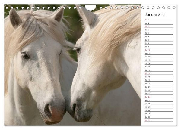 Produktbild: Pferde der Camargue &ndash; Schimmel im Rh&ocirc;nedelta (Wandkalender 2027 DIN A4 quer), CALVENDO Monatskalender