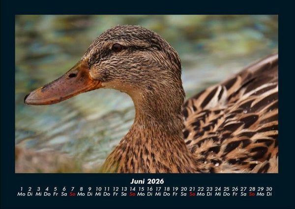Produktbild: Enten 2026 Fotokalender DIN A4