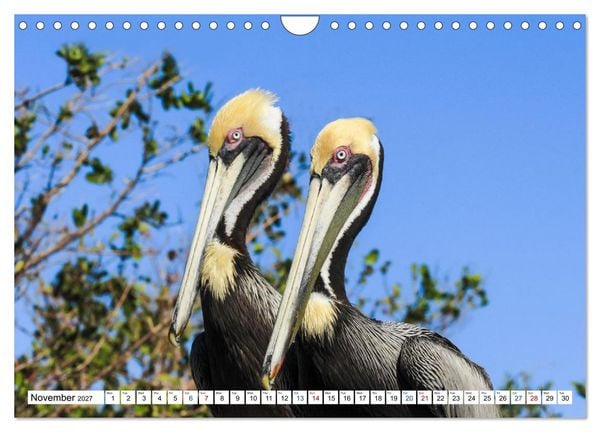 Produktbild: Sunshine State Florida Nature, Wildlife, National Parks (Wall Calendar 2027 DIN A4 landscape), CALVENDO 12 Month Wall Calendar