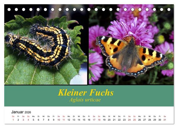 Produktbild: Zwei Leben, Raupe und Schmetterling (Tischkalender 2026 DIN A5 quer), CALVENDO Monatskalender