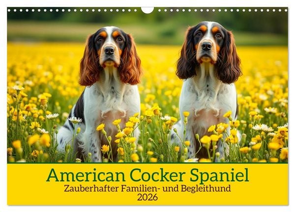 Produktbild: American Cocker Spaniel (Wandkalender 2026 DIN A3 quer), CALVENDO Monatskalender