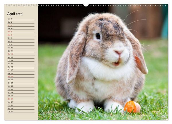 Produktbild: Kaninchen und Hasen (Wandkalender 2026 DIN A2 quer), CALVENDO Monatskalender