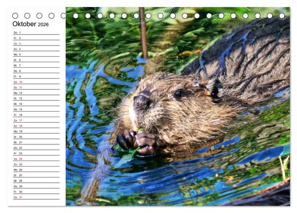 Produktbild: Das Familienleben der Biber (Tischkalender 2026 DIN A5 quer), CALVENDO Monatskalender