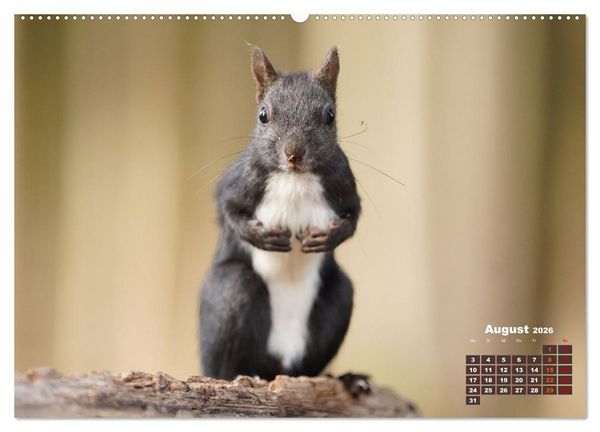 Produktbild: Das Eurasische Eichh&ouml;rnchen - Kunterbuntes Waldtreiben (hochwertiger Premium Wandkalender 2026 DIN A2 quer), Kunstdruck in Hochglanz