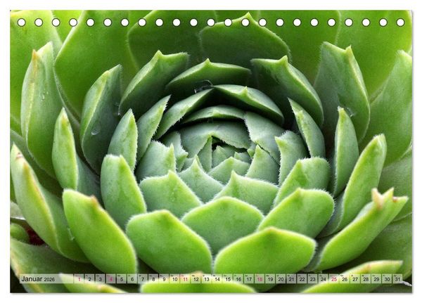 Produktbild: Sempervivum - Hauswurz (Tischkalender 2026 DIN A5 quer), CALVENDO Monatskalender