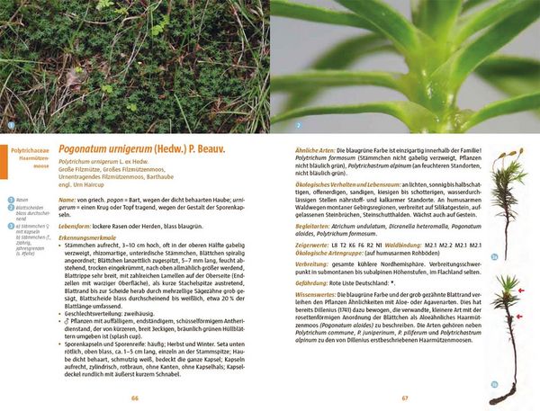 Produktbild: Moose des Waldbodens