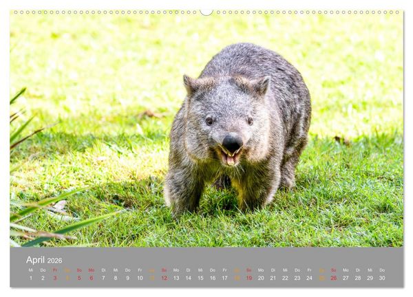 Produktbild: Australien, tierischer Kontinent (Wandkalender 2026 DIN A2 quer), CALVENDO Monatskalender