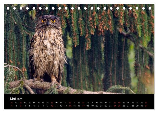 Produktbild: Uhu - K&ouml;nig der Nacht (Tischkalender 2026 DIN A5 quer), CALVENDO Monatskalender
