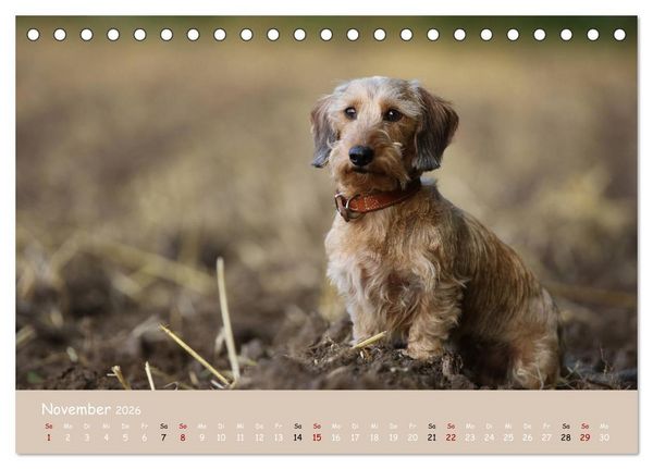 Produktbild: Dackel - lustige Gesellen auf kurzen Beinchen (Tischkalender 2026 DIN A5 quer), CALVENDO Monatskalender