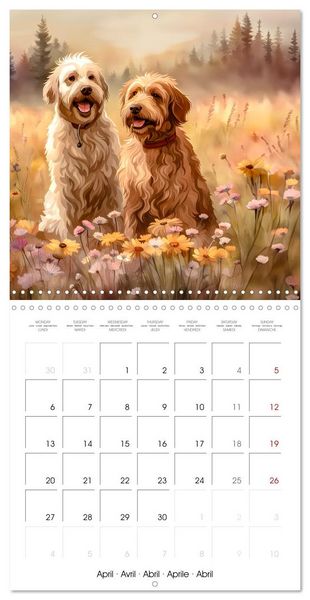 Produktbild: Aussiedoodle - Dogs to love (Wall Calendar 2026 12 &times; 12 Inch) CALVENDO 12 Month Wall Calendar
