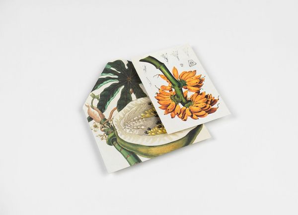 Produktbild: Natural History