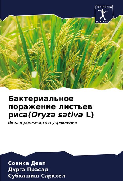 Produktbild: Bakterial'noe porazhenie list'ew risa(Oryza sativa L)