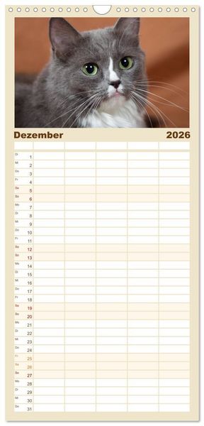 Produktbild: Familienplaner 2026 - Ragdolls mit 5 Spalten (Wandkalender, 21 x 45 cm) CALVENDO