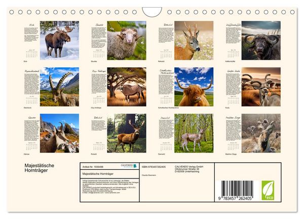 Produktbild: Majest&auml;tische Horntr&auml;ger (Wandkalender 2026 DIN A4 quer), CALVENDO Monatskalender