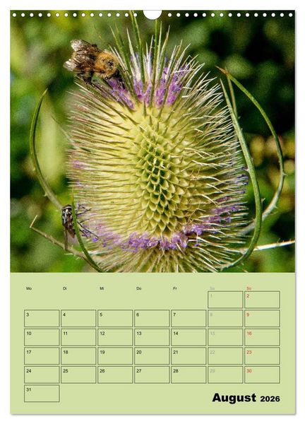 Produktbild: Bienenplaner (Wandkalender 2026 DIN A3 hoch), CALVENDO Monatskalender