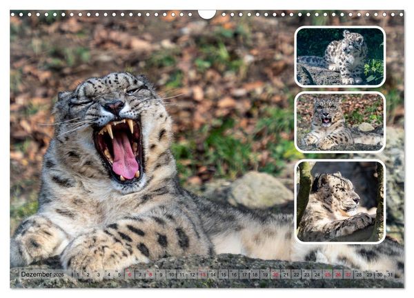 Produktbild: Raubkatzen - gro&szlig; & klein (Wandkalender 2026 DIN A3 quer), CALVENDO Monatskalender