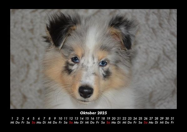 Produktbild: Welpen 2025 Fotokalender DIN A3