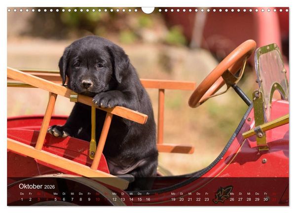 Produktbild: Labrador Retriever Welpen (Wandkalender 2026 DIN A3 quer), CALVENDO Monatskalender