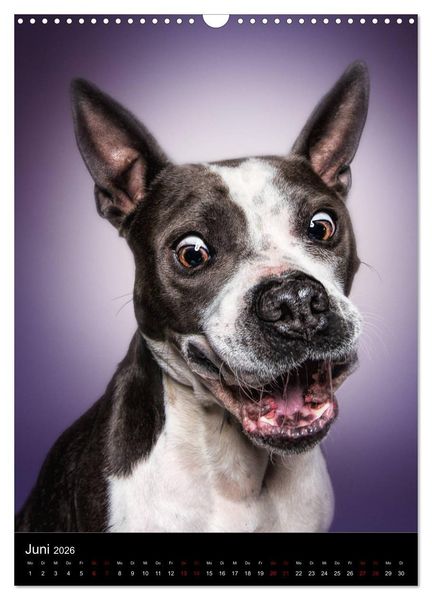 Produktbild: Funny Faces - Lustige Hundebilder (Wandkalender 2026 DIN A3 hoch), CALVENDO Monatskalender